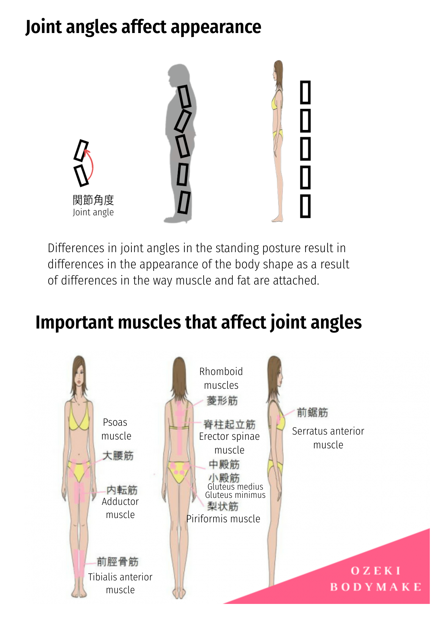 Differences in joint angles in the standing posture result in differences in the appearance of the body shape as a result of differences in the way muscle and fat are attached.